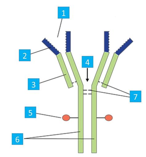 The stem of the antibody contains which of the following regions. . Produce antibodies quizlet